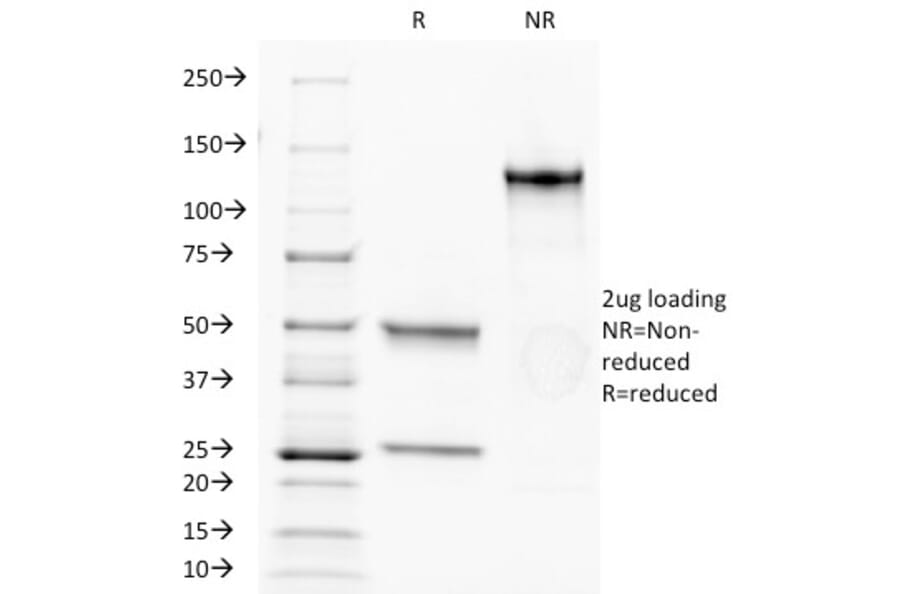 SDS-PAGE - Anti-CD34 Antibody [HPCA1/1171] (A250681) - Antibodies.com