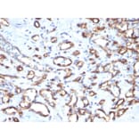 Immunohistochemistry - Anti-CD34 Antibody [SPM610] (A250681) - Antibodies.com