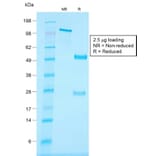 SDS-PAGE - Anti-CD34 Antibody [HPCA1/1806R] (A250683) - Antibodies.com