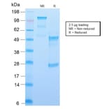 SDS-PAGE - Anti-CD34 Antibody [HPCA1/2598R] (A250684) - Antibodies.com