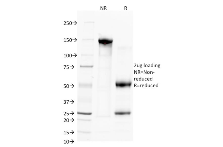 SDS-PAGE - Anti-CD38 Antibody [FS02] (A250691) - Antibodies.com