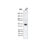Western Blot - Anti-CD38 Antibody [CD38/4247R] (A250697) - Antibodies.com