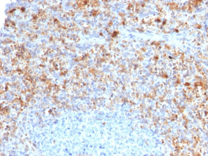 Immunohistochemical analysis of formalin-fixed, paraffin-embedded human spleen using Anti-CD40L Antibody [CD40LG/2761].