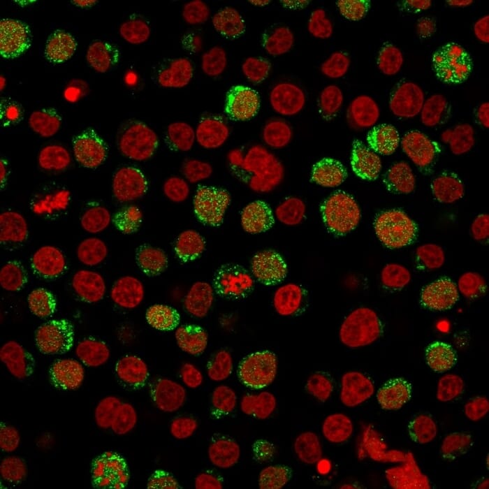 Immunofluorescent analysis of paraformaldehyde fixed Jurkat cells stained with Anti-CD40L Antibody [CD40LG/2761] followed by Goat Anti-Mouse IgG (CF&#174; 488) (Green). Nuclei are stained with RedDot.