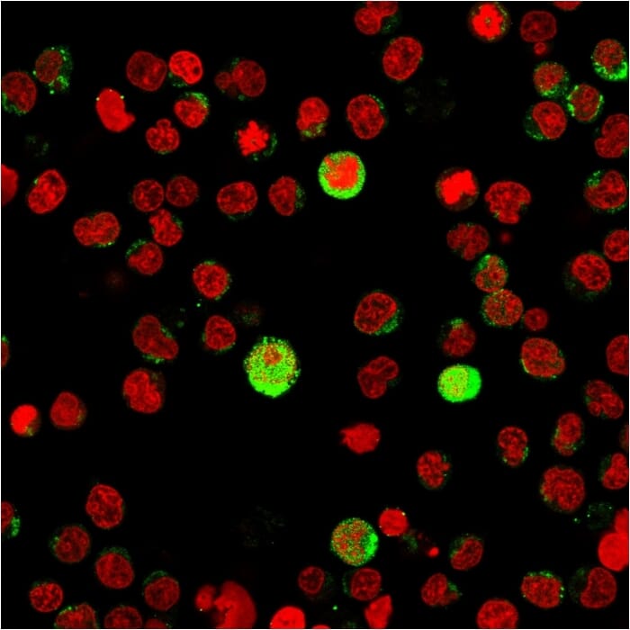 Immunofluorescent analysis of Jurkat cells stained with Anti-CD40L Antibody [CD40LG/2763] followed by Goat Anti-Mouse IgG (CF&#174; 488) (Green). Nuclei are stained with RedDot.