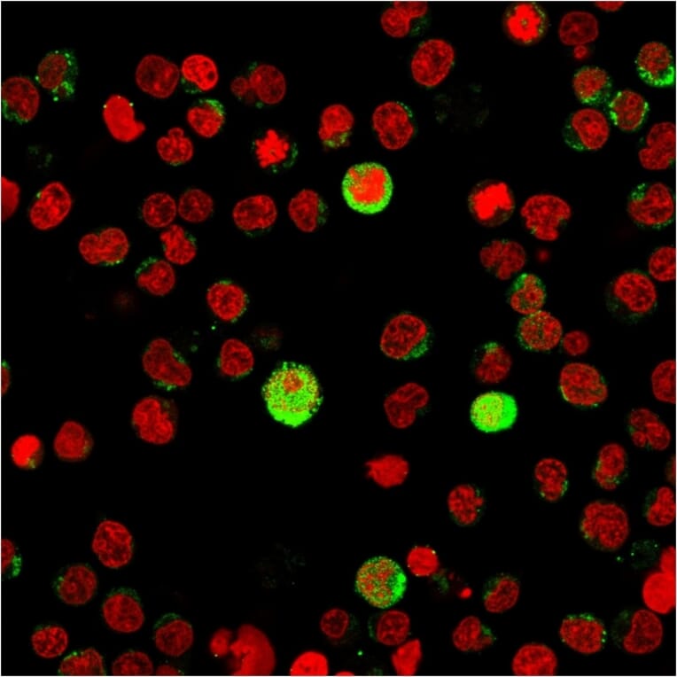 Immunofluorescence - Anti-CD40L Antibody [CD40LG/2763] (A250703) - Antibodies.com