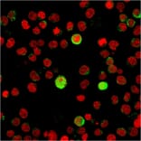 Immunofluorescence - Anti-CD40L Antibody [CD40LG/2763] (A250703) - Antibodies.com