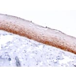 Immunohistochemistry - Anti-CD44v4/5 Antibody [3D2] (A253894) - Antibodies.com