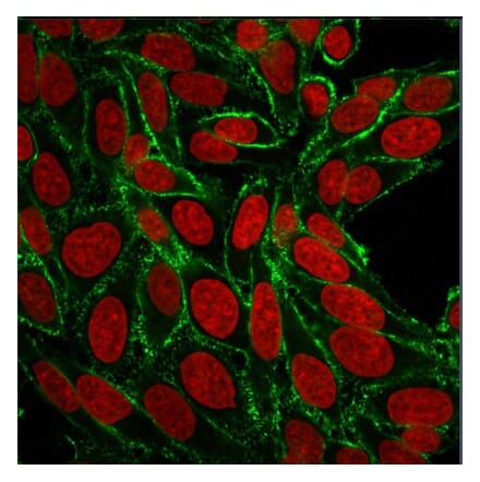 Immunofluorescence - Anti-CD44 Antibody [156-3C11] (A250711)
