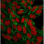 Immunofluorescence - Anti-CD44 Antibody [156-3C11] (A250710) - Antibodies.com