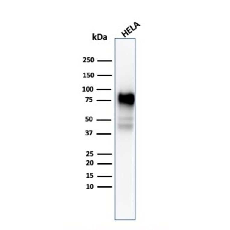Western Blot - Anti-CD44 Antibody [SPM544] (A250712) - Antibodies.com