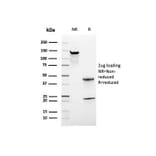 SDS-PAGE - Anti-CD44 Antibody [rHCAM/918] (A250714) - Antibodies.com