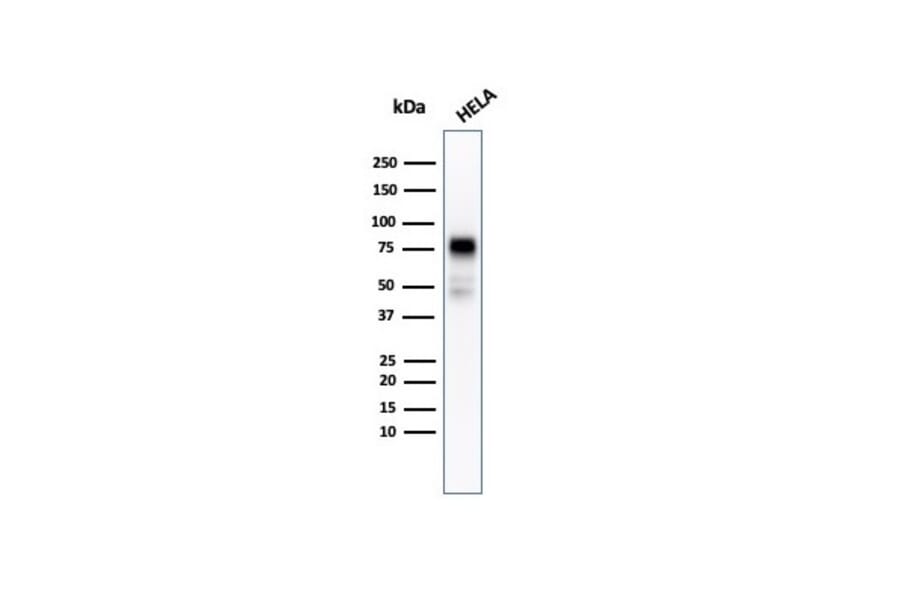 Western Blot - Anti-CD44 Antibody [rHCAM/918] (A250714) - Antibodies.com