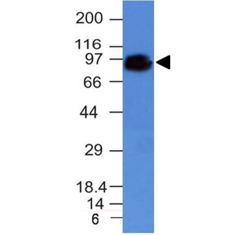 Western Blot - Anti-CD44 Antibody [HCAM/918] (A250716) - Antibodies.com
