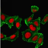 Immunofluorescence - Anti-CD44 Antibody [DF1485] (A250716) - Antibodies.com