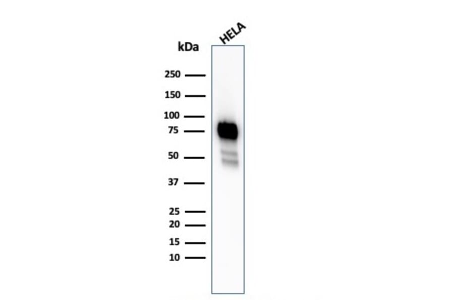 Western Blot - Anti-CD44 Antibody [HCAM/2875R] (A250723) - Antibodies.com