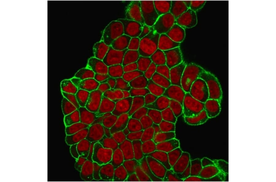 Immunofluorescence - Anti-CD47 Antibody [B6H12.2] (A250728) - Antibodies.com