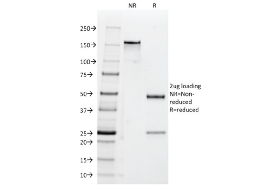 SDS-PAGE - Anti-CD47 Antibody [B6H12.2] (A250728) - Antibodies.com