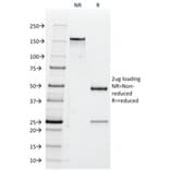 SDS-PAGE - Anti-CD47 Antibody [B6H12.2] (A250728) - Antibodies.com