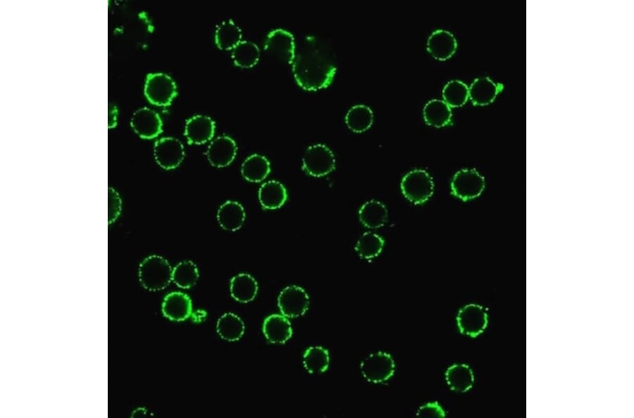 Immunofluorescence - Anti-CD47 Antibody [B6H12.2] (A250728) - Antibodies.com