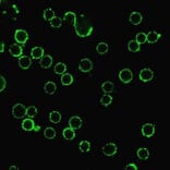 Immunofluorescence - Anti-CD47 Antibody [B6H12.2] (A250728) - Antibodies.com