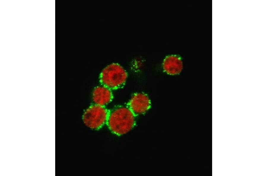 Immunofluorescence - Anti-CD47 Antibody [B6H12.2] (A250728) - Antibodies.com