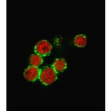Immunofluorescence - Anti-CD47 Antibody [B6H12.2] (A250728) - Antibodies.com