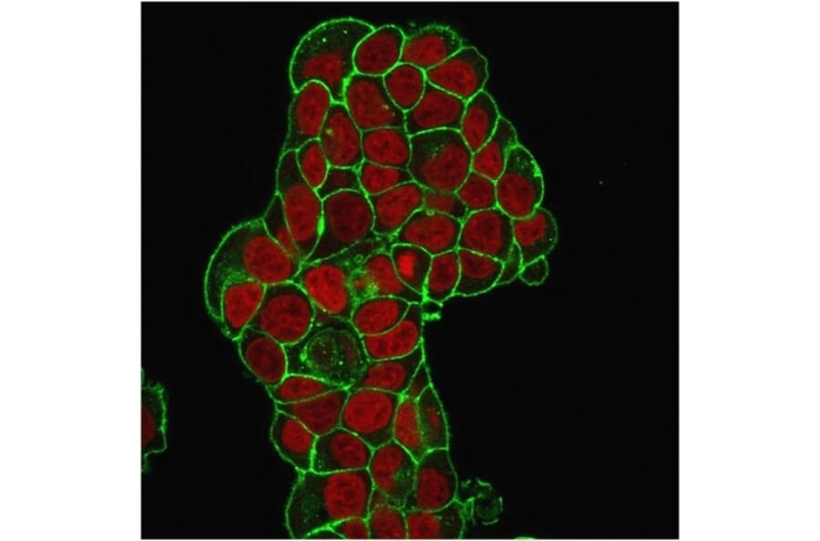Immunofluorescence - Anti-CD47 Antibody [IAP/964] (A250728) - Antibodies.com