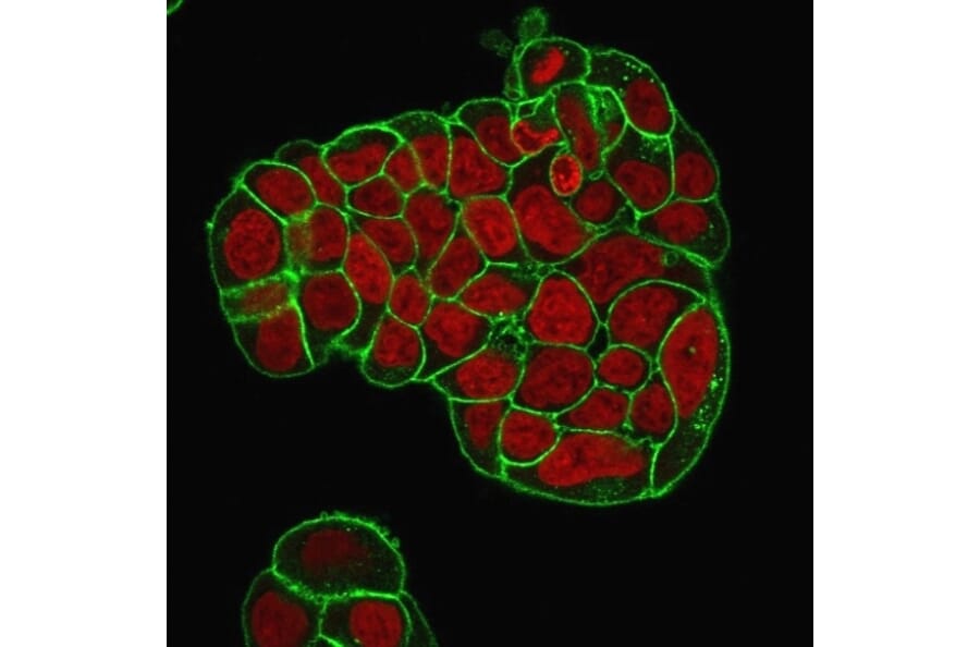 Immunofluorescence - Anti-CD47 Antibody [IAP/964 + B6H12.2] (A250729) - Antibodies.com