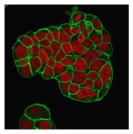 Immunofluorescence - Anti-CD47 Antibody [IAP/964 + B6H12.2] (A250729) - Antibodies.com