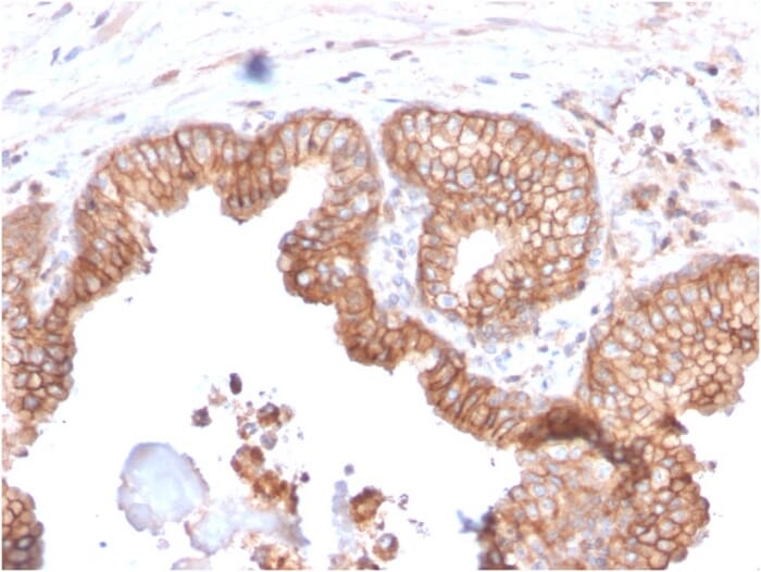 Anti-CD47 Antibody [CD47/2937] (A250731) | Antibodies.com