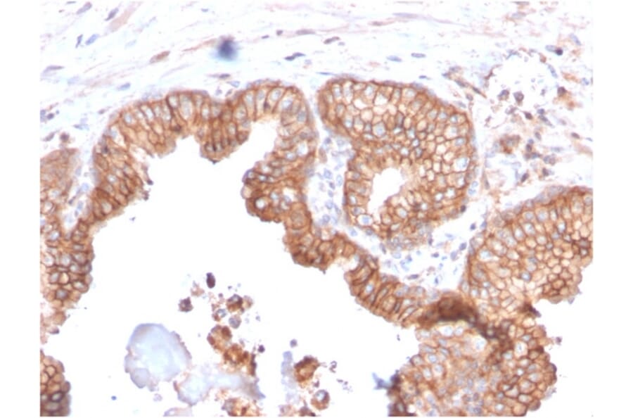 Immunohistochemistry - Anti-CD47 Antibody [CD47/2937] (A250731) - Antibodies.com