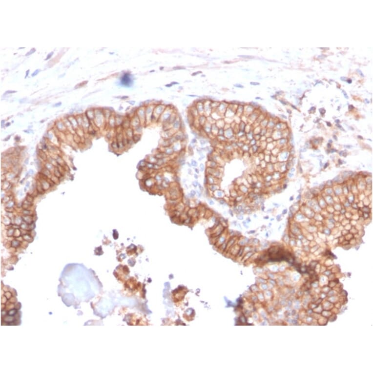 Immunohistochemistry - Anti-CD47 Antibody [CD47/2937] (A250731) - Antibodies.com