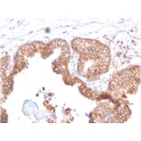 Immunohistochemistry - Anti-CD47 Antibody [CD47/2937] (A250731) - Antibodies.com