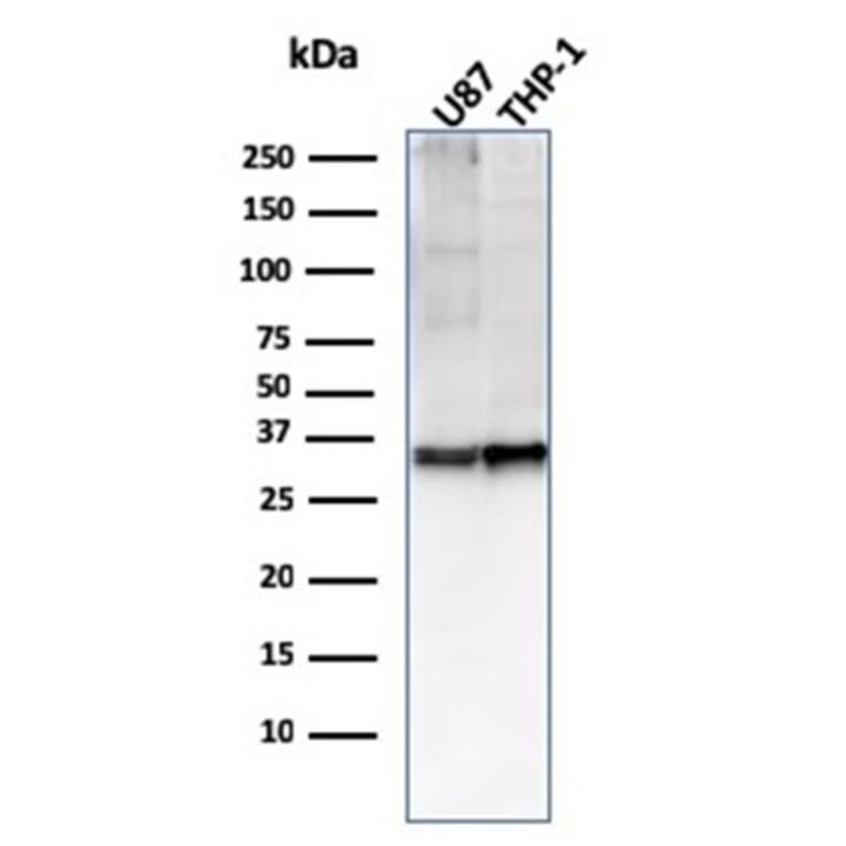 Western Blot - Anti-CD47 Antibody [CD47/2937] (A250731) - Antibodies.com