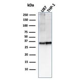 Western Blot - Anti-CD47 Antibody [CD47/2937] (A250731) - Antibodies.com