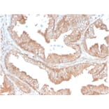 Immunohistochemistry - Anti-CD47 Antibody [CD47/3019] (A250732) - Antibodies.com