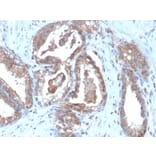 Immunohistochemistry - Anti-CD47 Antibody [CD47/6364R] (A250733) - Antibodies.com