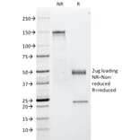 SDS-PAGE - Anti-CD53 Antibody [63-5A3] (A250736) - Antibodies.com