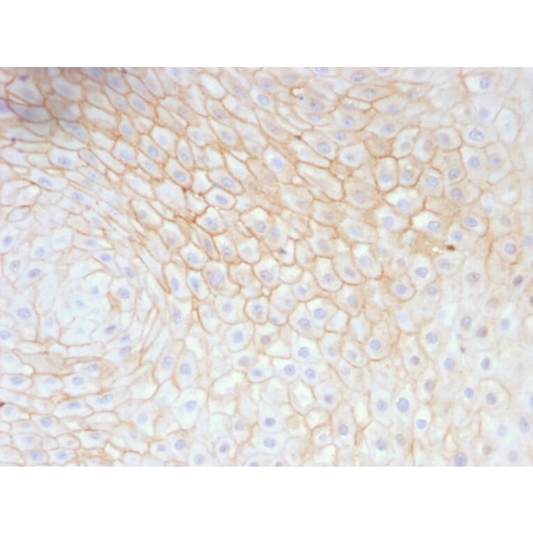 Immunohistochemistry - Anti-CD59 Antibody [MACIF/629] (A250739) - Antibodies.com