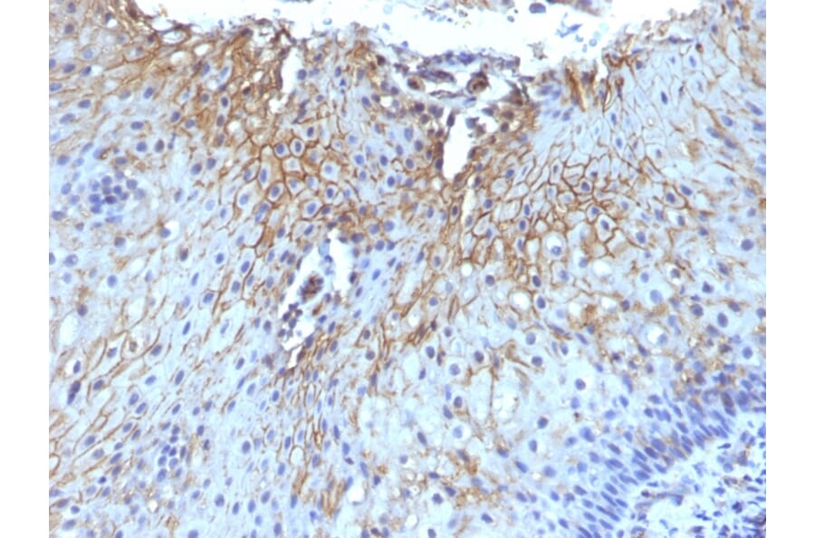 Immunohistochemistry - Anti-CD59 Antibody [SPM616] (A250740) - Antibodies.com