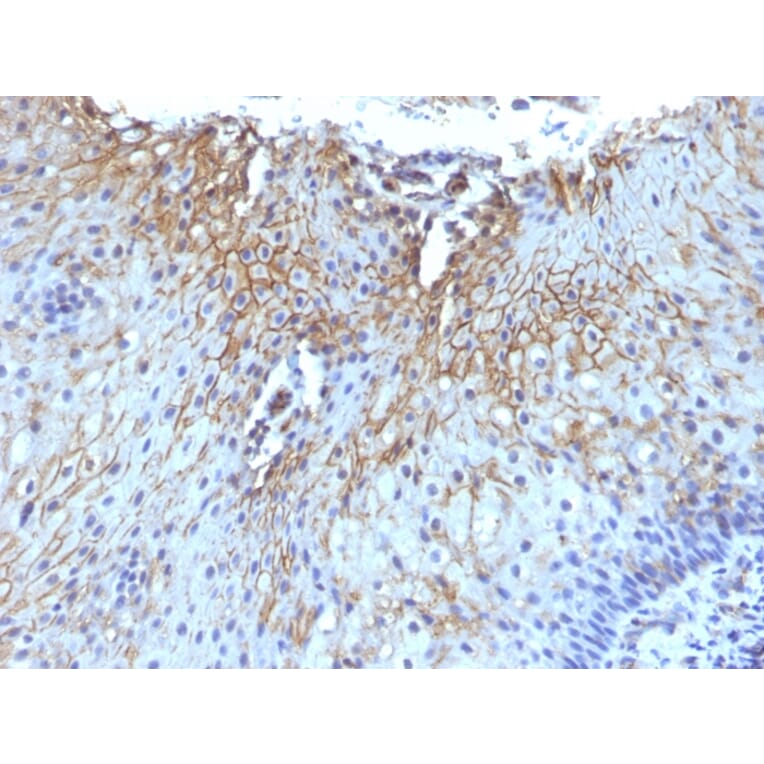 Immunohistochemistry - Anti-CD59 Antibody [SPM616] (A250740) - Antibodies.com