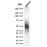 Western Blot - Anti-CD63 Antibody [LAMP3/2790] (A250743) - Antibodies.com