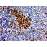 Immunohistochemistry - Anti-CD63 Antibody [MX-49.129.5] (A250748) - Antibodies.com