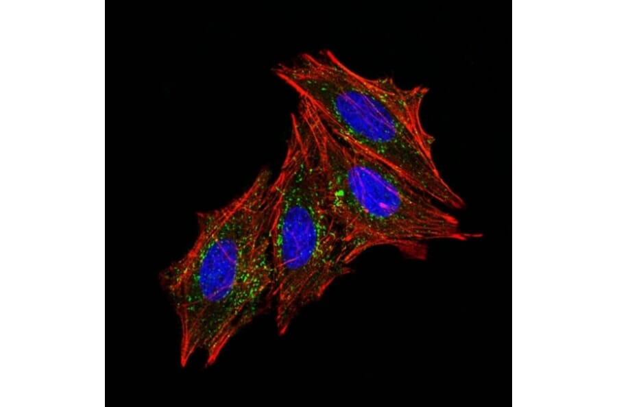 Immunofluorescence - Anti-CD63 Antibody [MX-49.129.5] (A250748) - Antibodies.com