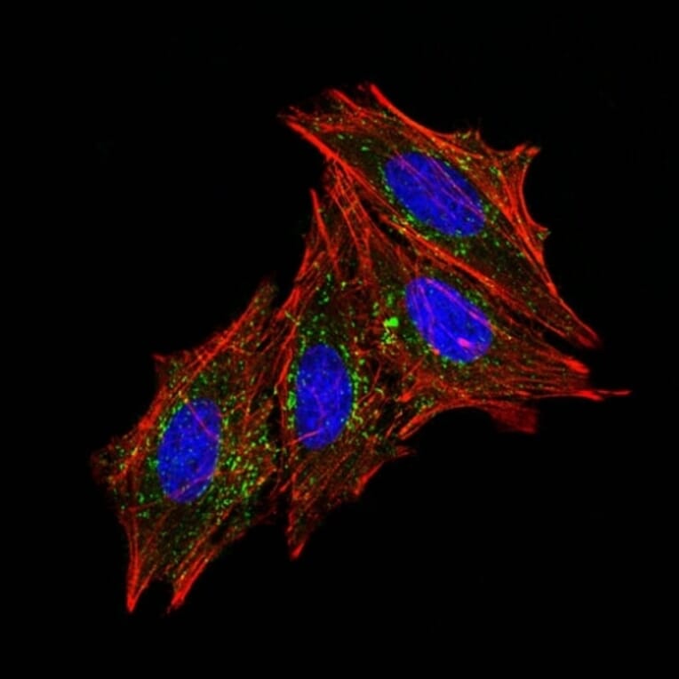 Immunofluorescence - Anti-CD63 Antibody [MX-49.129.5] (A250748) - Antibodies.com