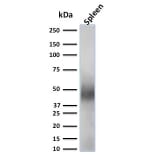 Western Blot - Anti-CD63 Antibody [LAMP3/2789] (A250754) - Antibodies.com