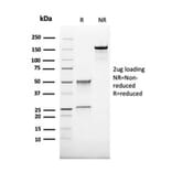 SDS-PAGE - Anti-CD68 Antibody [rLAMP4/824] (A250756) - Antibodies.com