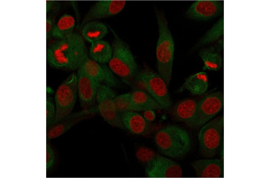 Immunofluorescence - Anti-CD68 Antibody [rLAMP4/824] (A250755) - Antibodies.com