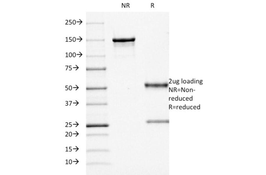SDS-PAGE - Anti-CD68 Antibody [KP1] (A250757) - Antibodies.com